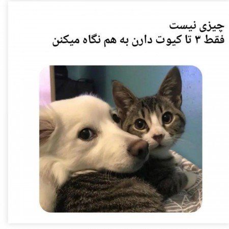  عکس سگ کوچولو خوشگل برای پروفایل