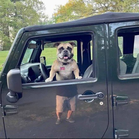  عکس سگ کوچولو خوشگل برای پروفایل