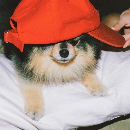  عکس سگ کوچولو خوشگل برای پروفایل