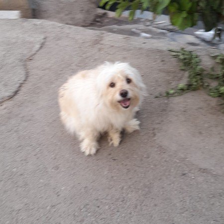  عکس سگ کوچولو خوشگل برای پروفایل