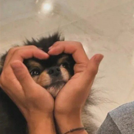  عکس سگ کوچولو خوشگل برای پروفایل