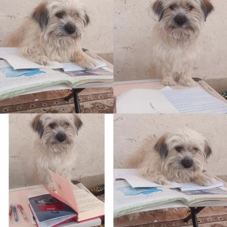  عکس سگ کوچولو خوشگل برای پروفایل