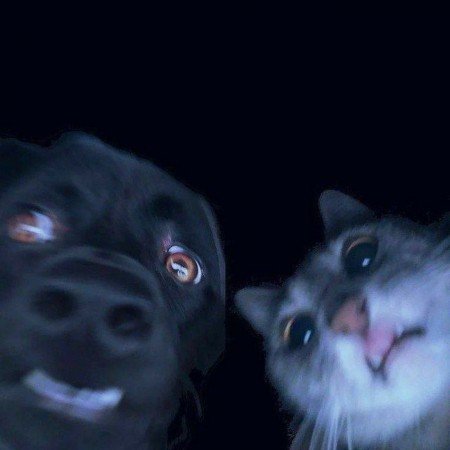  عکس سگ کوچولو خوشگل برای پروفایل