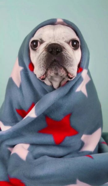  عکس سگ خارجی