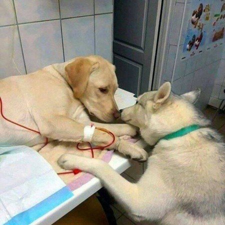  عکس سگ خارجی