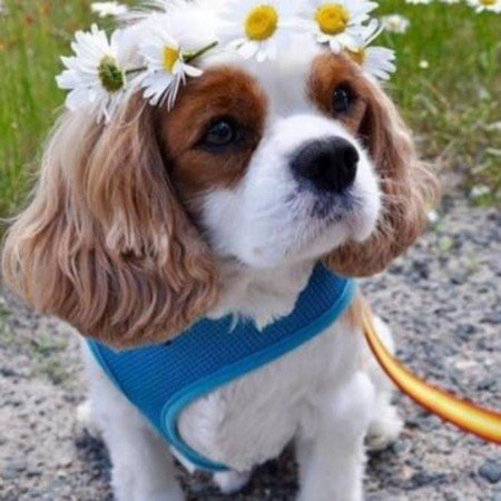  عکس سگ خارجی