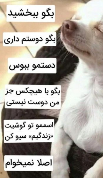  عکس سگ خارجی