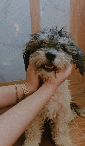  عکس سگ خارجی