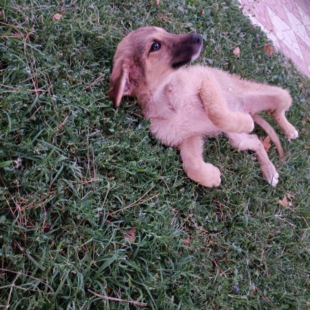  عکس سگ خارجی