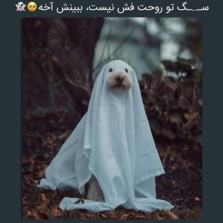  عکس سگ خارجی