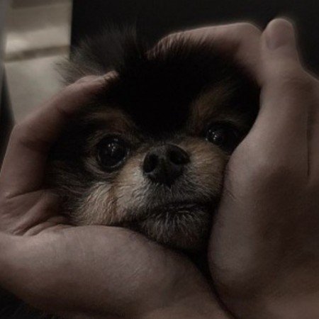  عکس سگ خارجی