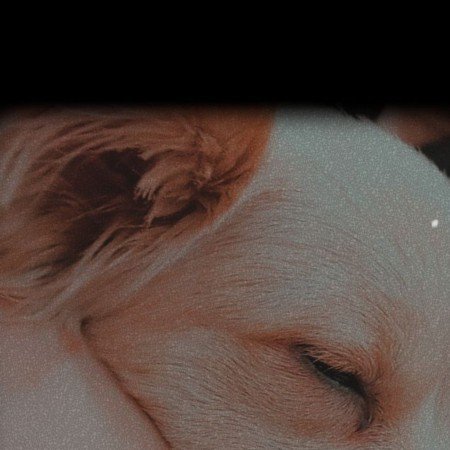  عکس سگ خارجی