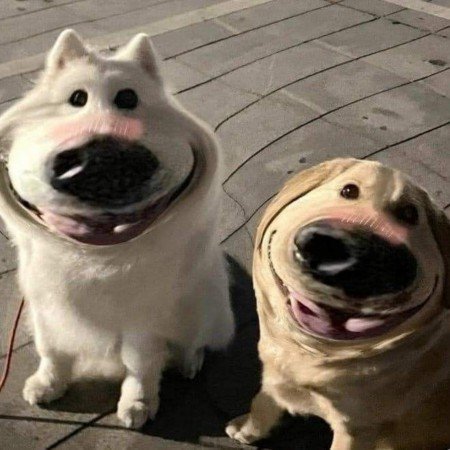  عکس سگ خارجی