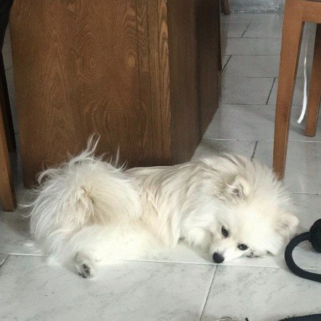  عکس سگ خارجی