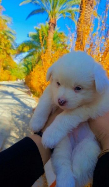  عکس سگ خارجی