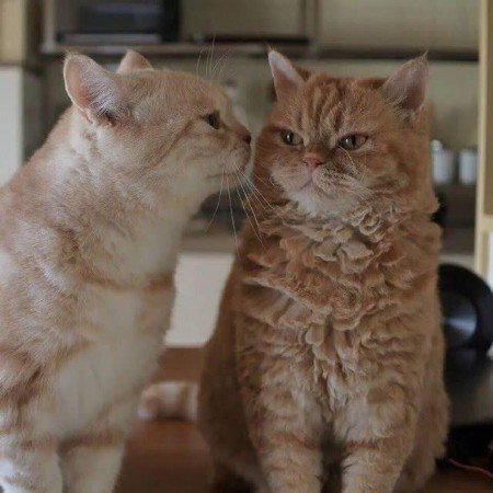  عکس پروفایل گوگولی