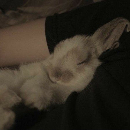  عکس کیوت فانتزی گوگولی