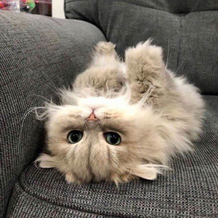  عکس کیوت فانتزی کارتونی