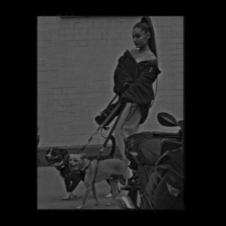  عکس کیوت شاخ