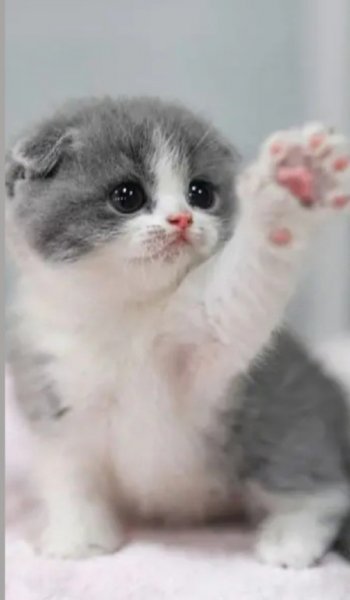  عکس گوگولی برای پروفایل