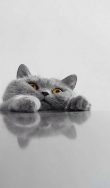  عکس گوگولی برای پروفایل