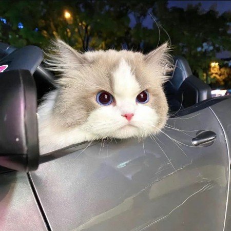  عکس گوگولی برای پروفایل