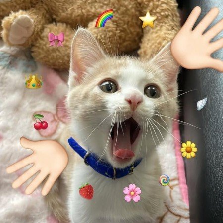  عکس گوگولی برای پروفایل