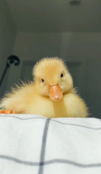  عکس گوگولی برای پروفایل