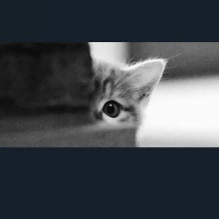  عکس گوگولی برای پروفایل