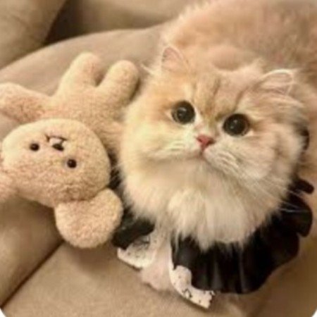  عکس گوگولی مگولی دخترونه برای پروفایل