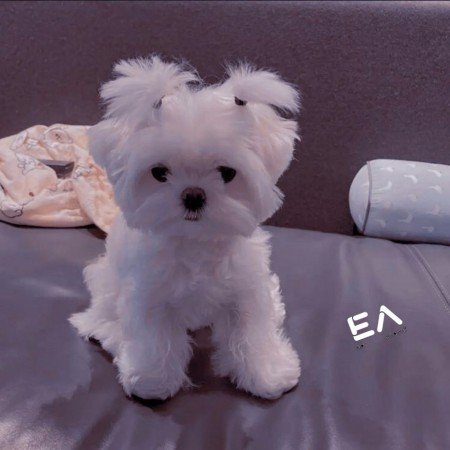  عکس گوگولی مگولی دخترونه برای پروفایل