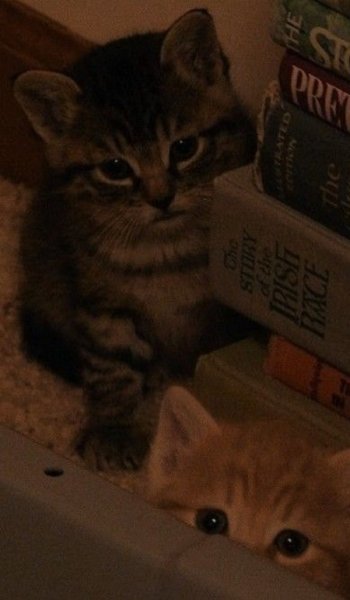  عکس گوگولی مگولی دخترونه برای پروفایل