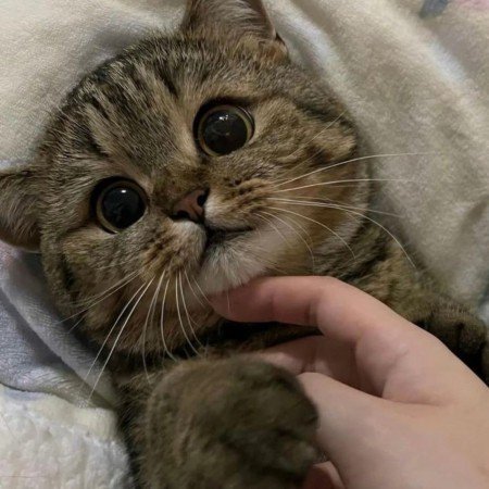  عکس کیوت گوگولی