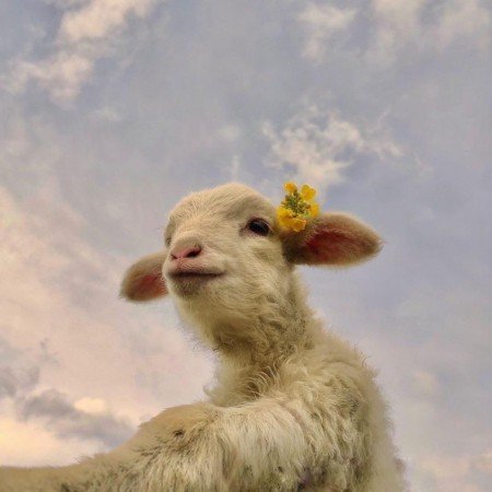  عکس کیوت گوگولی