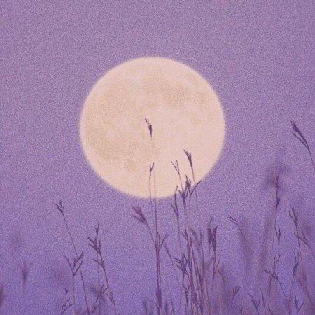  عکس بنفش لاکچری