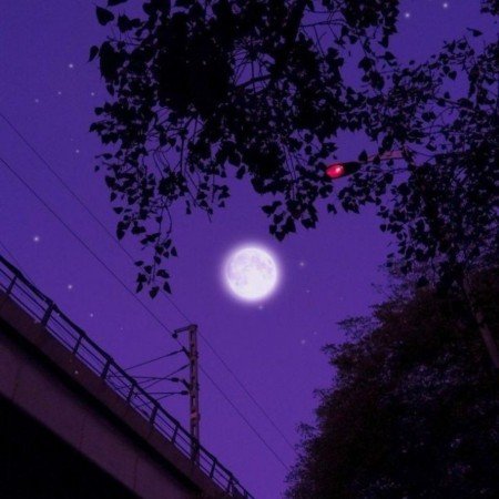  عکس بنفش برای پروفایل