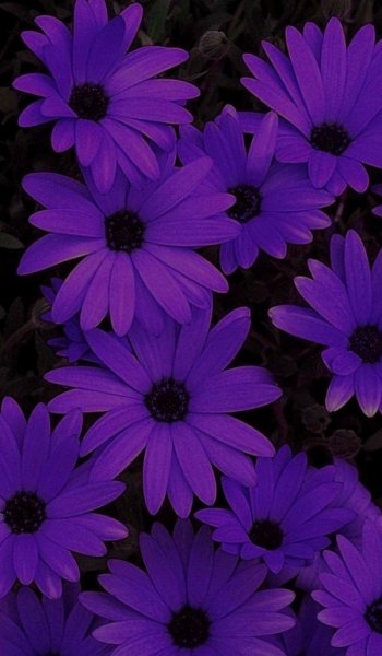  عکس بنفش برای پروفایل