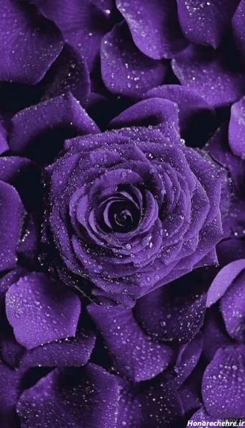  عکس پروفایل بنفش عاشقانه