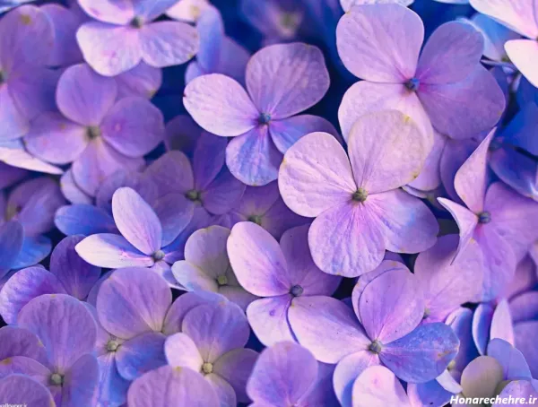  عکس بنفش کیوت ساده