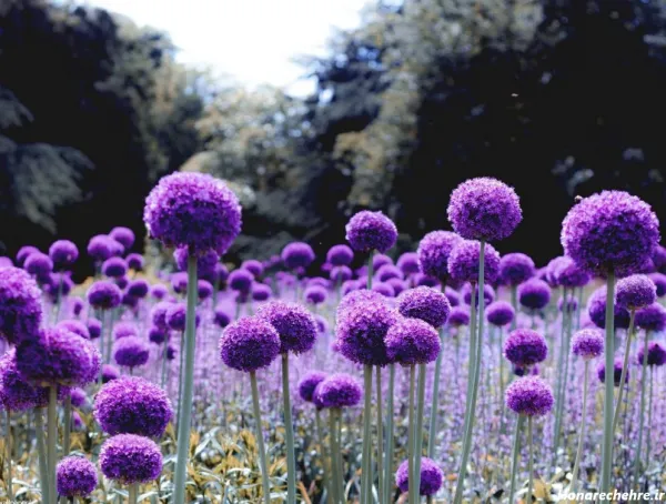  عکس بنفش کیوت ساده