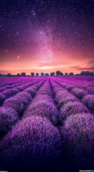  عکس بنفش کیوت ساده