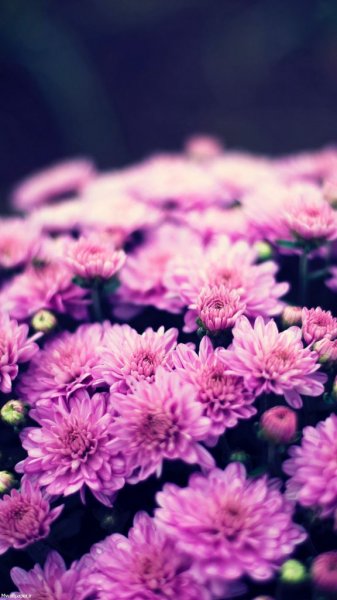  عکس بک گراند بنفش ساده