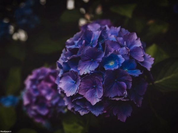  عکس بک گراند بنفش ساده