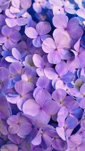  عکس بک گراند بنفش ساده