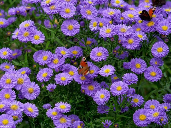  عکس بک گراند بنفش ساده