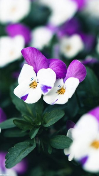  عکس بک گراند بنفش شاخ