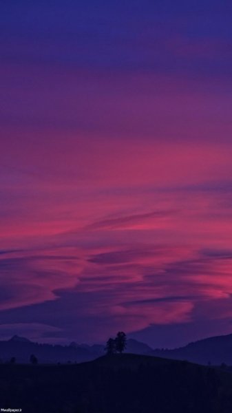  عکس بک گراند بنفش شاخ