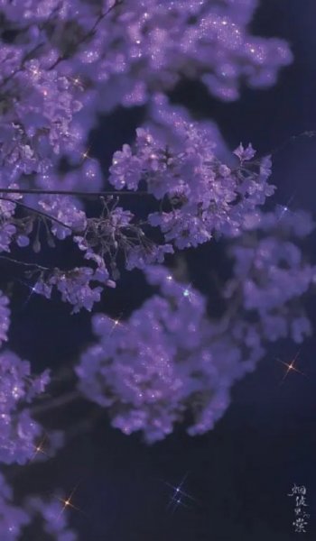  عکس بک گراند بنفش اکلیلی