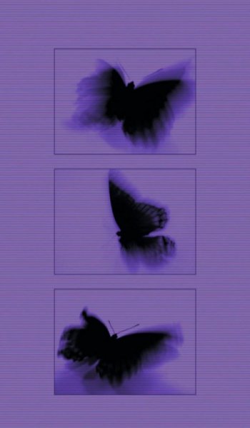  عکس بک گراند بنفش اکلیلی