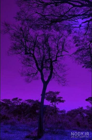  عکس کیوت بنفش دخترانه